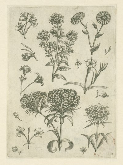 Non ti scordar di me e altri fiori da Adriaen Collaert