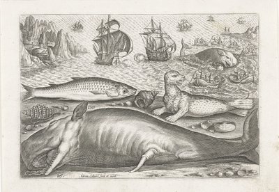 Un cefalo, un leone marino e una balena sulla spiaggia (Vissen, Piscivm vivae icones) da Adriaen Collaert