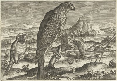 Alcuni uccelli in un paesaggio da Adriaen Collaert