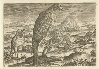 Alcuni uccelli in un paesaggio (serie Uccelli) da Adriaen Collaert