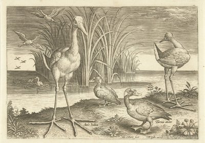 Alcuni uccelli acquatici sulla riva (serie: Uccelli) da Adriaen Collaert