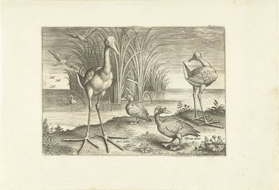 Alcuni uccelli acquatici su una riva da Adriaen Collaert