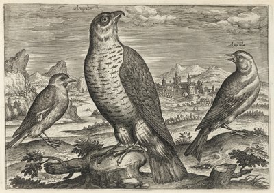  da Adriaen Collaert