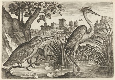  da Adriaen Collaert