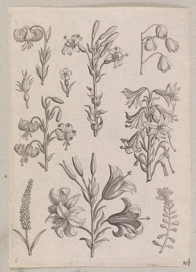 Gigli da Adriaen Collaert
