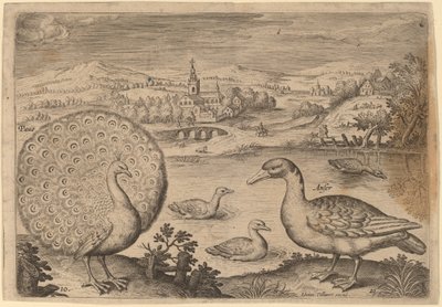 Pavone e oca da Adriaen Collaert