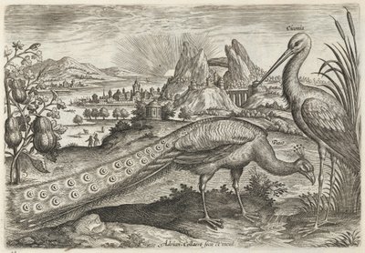 Pavone e cicogna da Adriaen Collaert