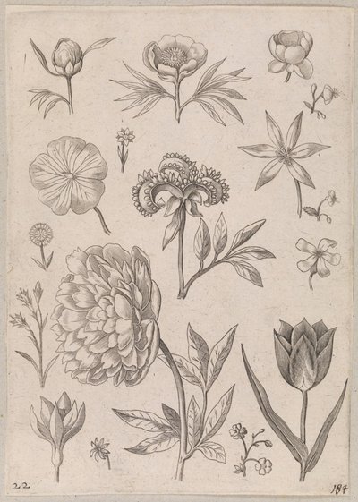 Peonia da Adriaen Collaert