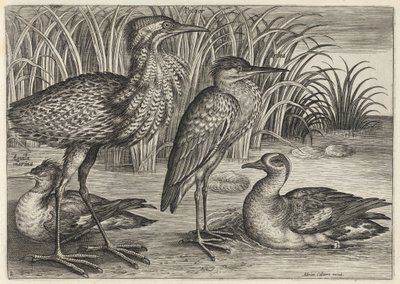  da Adriaen Collaert