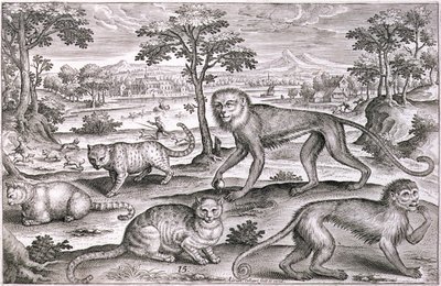 Tre gatti e due scimmie da Adriaen Collaert