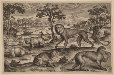  da Adriaen Collaert