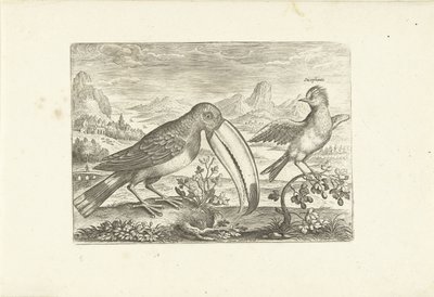 Due uccelli esotici in un paesaggio da Adriaen Collaert