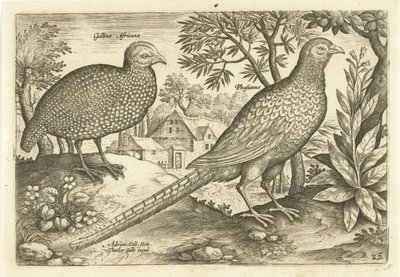 Due galline in un paesaggio (Avivm Vivae, Uccelli) da Adriaen Collaert