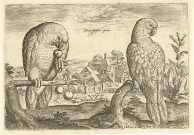 Due pappagalli in un paesaggio Avivm Vivae (titolo della serie) Uccelli (titolo della serie) da Adriaen Collaert