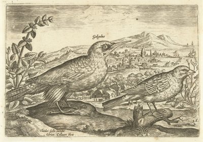 Due uccelli in un paesaggio da Adriaen Collaert