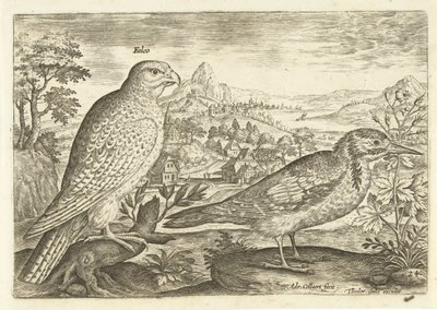 Due uccelli in un paesaggio (serie: Uccelli) da Adriaen Collaert