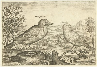 Due uccelli in un paesaggio da Adriaen Collaert