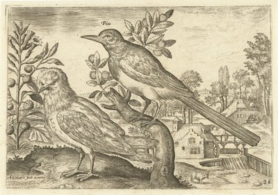 Due uccelli in un paesaggio da Adriaen Collaert