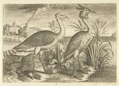 Due trampolieri in un paesaggio (serie: Uccelli) da Adriaen Collaert