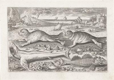 Due foche e due pesci sulla spiaggia da Adriaen Collaert