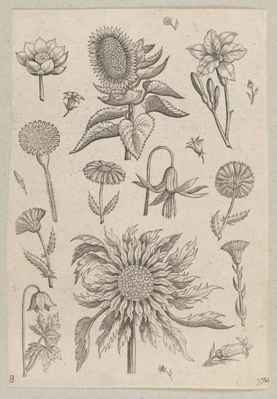 Due Girasoli da Adriaen Collaert