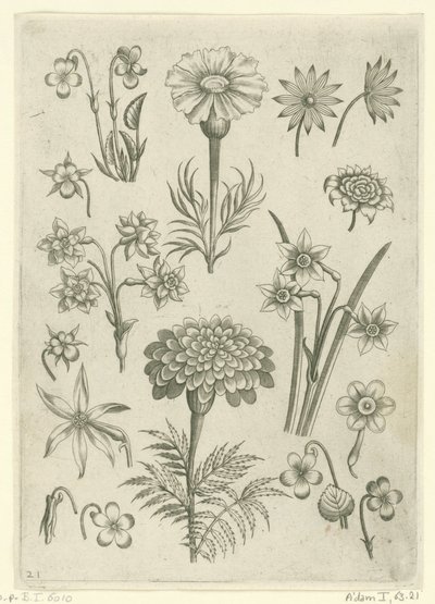 Diversi fiori, violette e narcisi da Adriaen Collaert