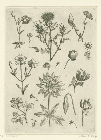 Fiori diversi, tra cui aquilegia e ciclamino da Adriaen Collaert