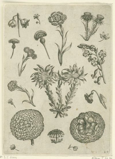Fiori diversi, tra cui crisantemo e cardo da Adriaen Collaert