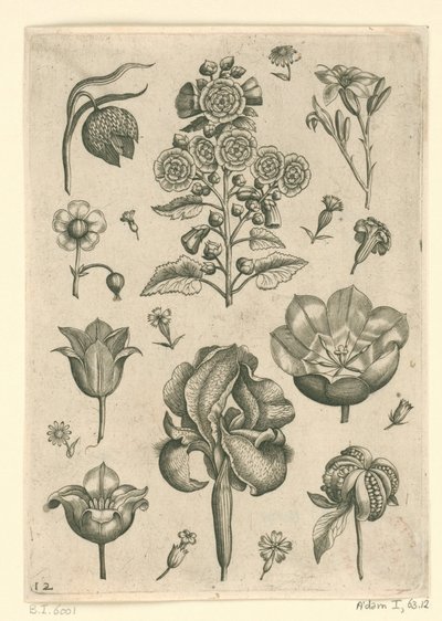 Varie fiori tra cui iris e violetta da Adriaen Collaert