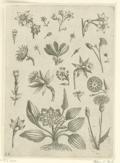 Diversi fiori, tra cui narcisi trombetta (Florilegium) da Adriaen Collaert