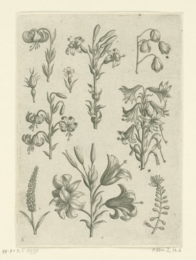 Quattro grandi gigli e alcuni fiori più piccoli da Adriaen Collaert