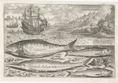 Quattro pesci sulla spiaggia (Icone vive dei pesci) da Adriaen Collaert