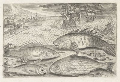 Quattro pesci sulla spiaggia da Adriaen Collaert