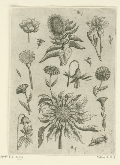 Girasole e altri fiori da Adriaen Collaert
