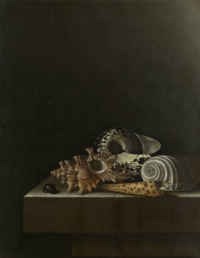 Conchiglie su un Plinto di Pietra da Adrian Coorte