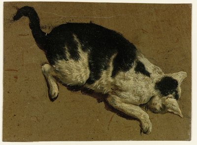 Gatto che guarda giù da un
