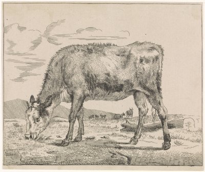 Vitello al pascolo (Bestiame) da Adriaen van de Velde