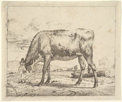 Vitello al pascolo, da Diversi animali da Adriaen van de Velde