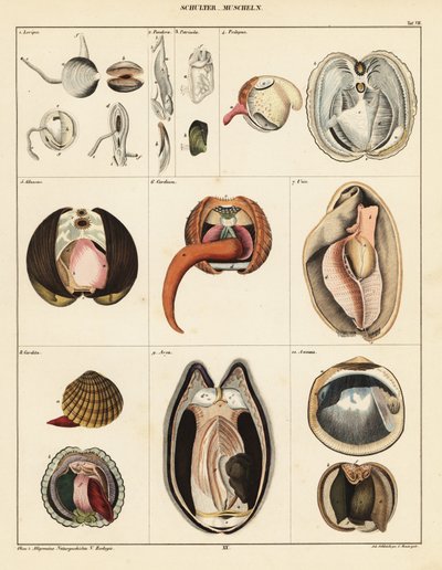 Anatomia dei molluschi bivalvi, 1841 (litografia) da Adrian Schleich