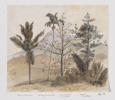 Alberi in paesaggio montano di Giava da Adrianus Johannes Bik