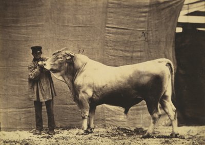 Toro di Glane, Canton Friburgo, 1856 da Adrien Alban Tournachon