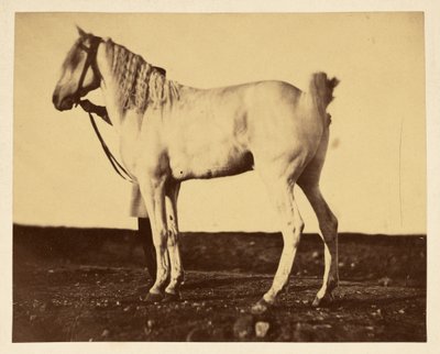 [Cavallo] da Adrien Alban Tournachon