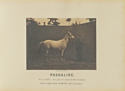 Pascaline da Adrien Alban Tournachon