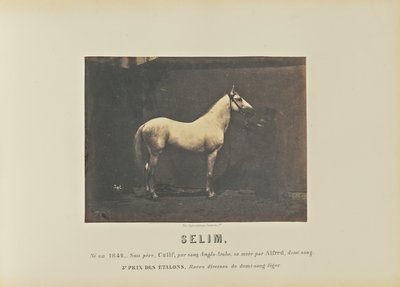 Selim da Adrien Alban Tournachon