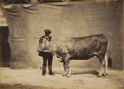 Vache Garonnaise, di 5 a 6 anni, 1856 da Adrien Alban Tournachon