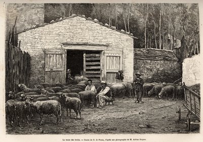 Il commercio delle pecore, tutto il personale della fattoria era impiegato in questo compito, ragazzo, servitore, sotto la supervisione del pastore, incisione da un disegno di A.Marie, illustrante un viaggio a Roquefort e dintorni, di Adrien Roques e Jules da Adrien Emmanuel Marie