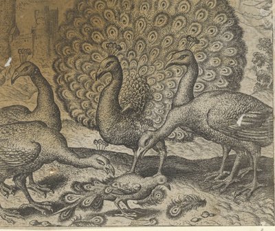 Favola della gazza con le piume di pavone da Egidius  Sadeler (II)