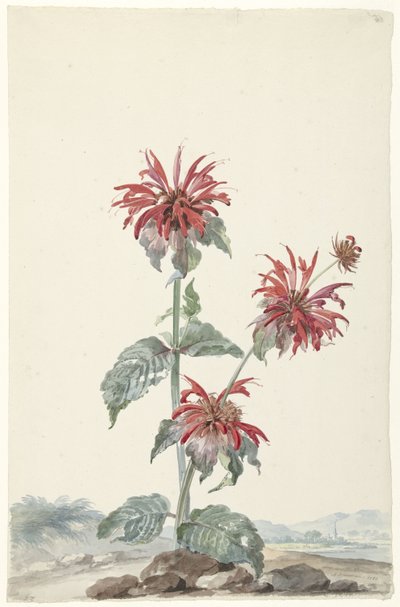 Una Bergamotta Rossa in un Paesaggio da Aert Schouman (signed by artist)