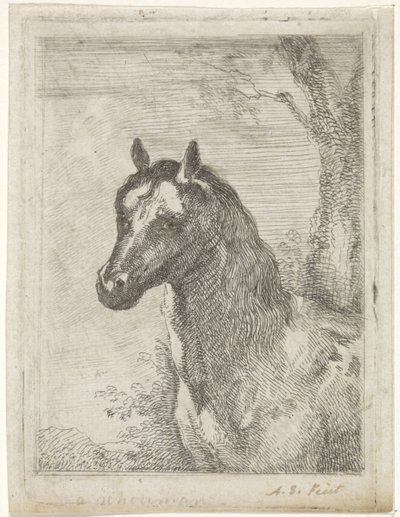 Testa di cavallo da Aert Schouman (signed by artist)