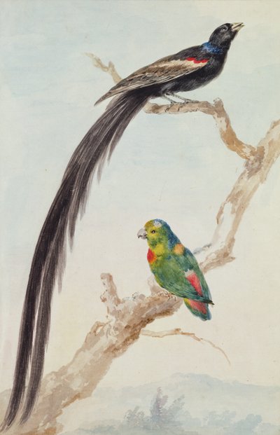 Un vedovo dalla lunga coda e un pappagallo appeso dalla corona blu, 1783 da Aert Schouman